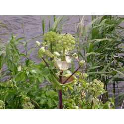Angelica archangelica Arcydzięgiel litwor