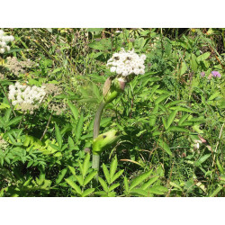 Angelica archangelica Arcydzięgiel litwor