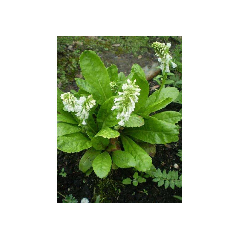 Wulfenia carinthiaca - Alba Wulfenia karyncka