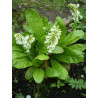 Wulfenia carinthiaca - Alba Wulfenia karyncka