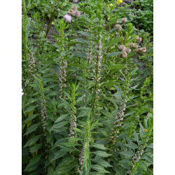 Leonurus cardiaca Serdecznik pospolity