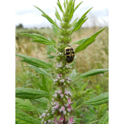 Leonurus cardiaca Serdecznik pospolity