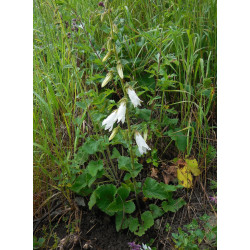 Campanula alliariifolia Dzwonek czosnaczkolistny