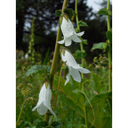 Campanula alliariifolia Dzwonek czosnaczkolistny