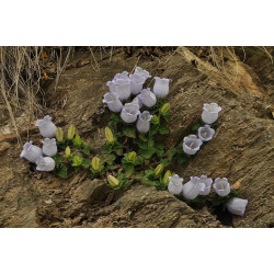 Campanula incurva Dzwonek wyprostowany