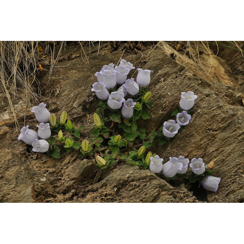 Campanula incurva Dzwonek wyprostowany