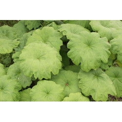 Astilboides tabularis Tawułkowiec tarczowaty