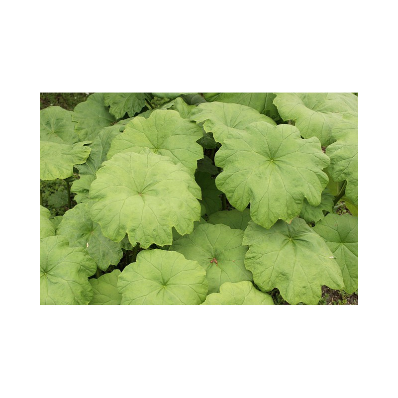 Astilboides tabularis Tawułkowiec tarczowaty