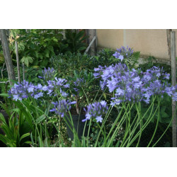 Agapanthus africanus Agapant niebieski