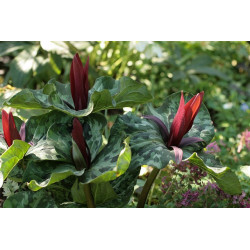 Trillium kuraabayashii Trójlist wczesny