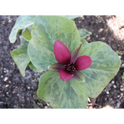 Trillium kuraabayashii Trójlist wczesny