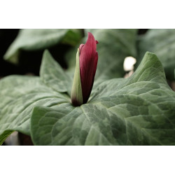 Trillium kuraabayashii Trójlist wczesny