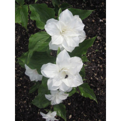 Trillium grandiflorum - Plena Trójlist wielkokwiatowy