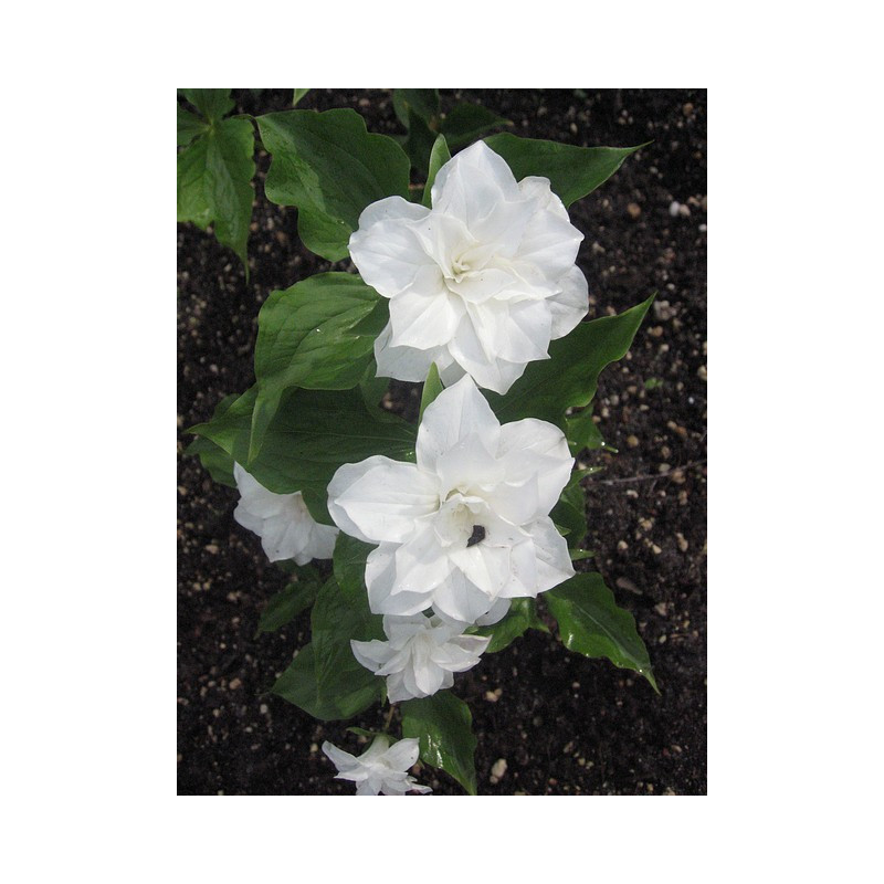 Trillium grandiflorum - Plena Trójlist wielkokwiatowy