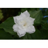 Trillium grandiflorum - Plena Trójlist wielkokwiatowy
