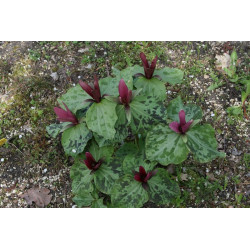 Trillium chloropetalum var. giganteum  Trójlist zielonopłatkowy