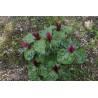 Trillium chloropetalum var. giganteum  Trójlist zielonopłatkowy