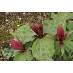 Trillium chloropetalum var. giganteum  Trójlist zielonopłatkowy