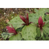 Trillium chloropetalum var. giganteum  Trójlist zielonopłatkowy