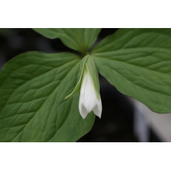 Trillium grandiflorum  Trójlist wielkokwiatowy