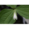 Trillium grandiflorum  Trójlist wielkokwiatowy