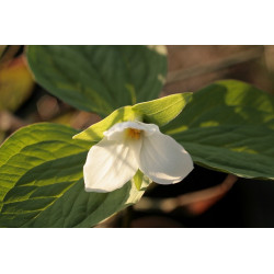 Trillium grandiflorum  Trójlist wielkokwiatowy