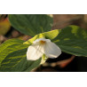 Trillium grandiflorum  Trójlist wielkokwiatowy