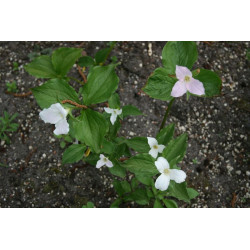 Trillium grandiflorum  Trójlist wielkokwiatowy