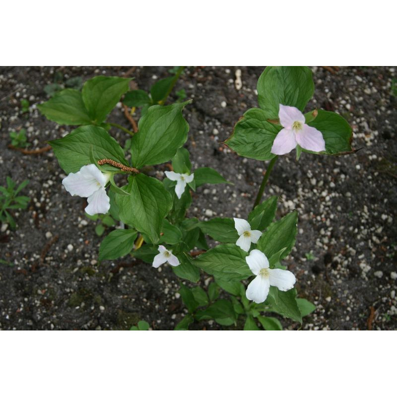 Trillium grandiflorum  Trójlist wielkokwiatowy