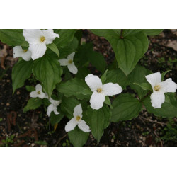 Trillium grandiflorum  Trójlist wielkokwiatowy