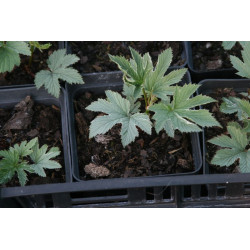 Filipendula kamtschatica - Shiro Senkoku Naka Fu Wiązaówka kamczacka