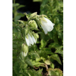 Symphyandra hoffmanii Zrostka Hofmana