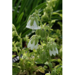 Symphyandra hoffmanii Zrostka Hofmana