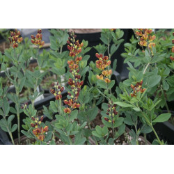 Baptisia - Caramel Baptysja