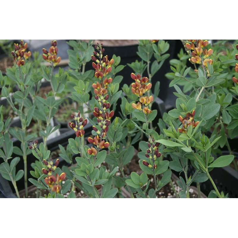 Baptisia - Caramel Baptysja