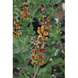 Baptisia - Caramel Baptysja
