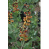 Baptisia - Caramel Baptysja