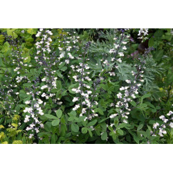 Baptisia lactea Baptysja