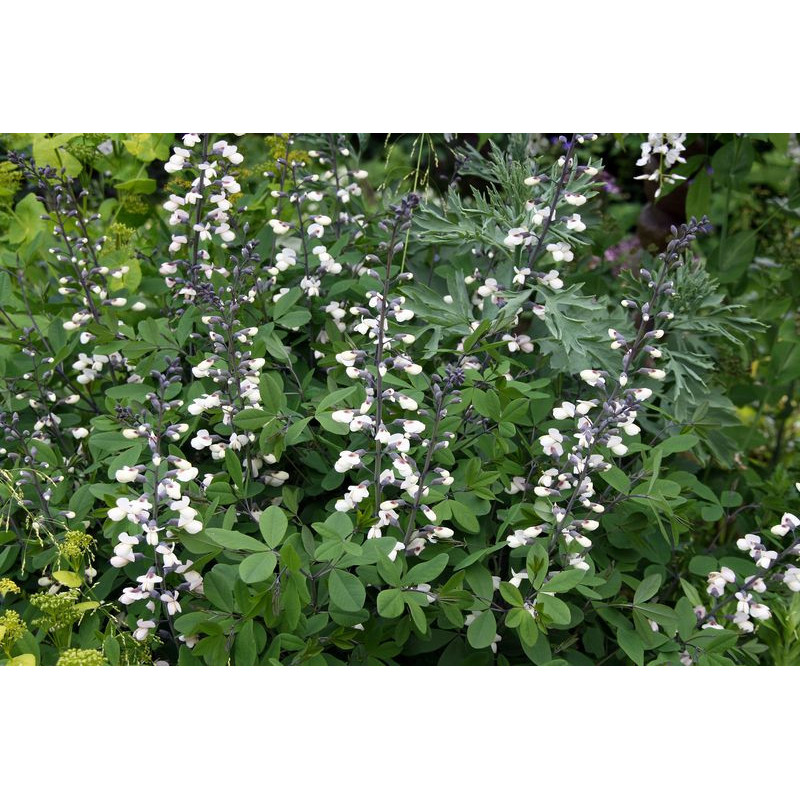 Baptisia lactea Baptysja