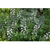 Baptisia lactea Baptysja