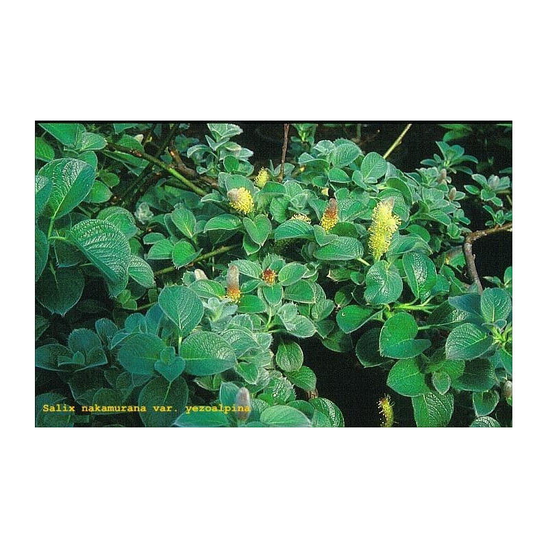 Salix nakamurana var. yezoalpina Wierzba Nakamury
