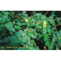 Salix nakamurana var. yezoalpina Wierzba Nakamury
