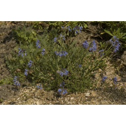 Moltkia x intermedia Moltkia pośrednia