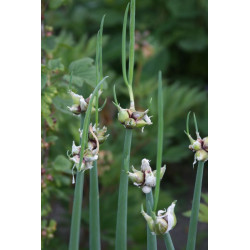 Allium x proliferum Cebula wielopiętrowa