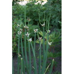 Allium x proliferum Cebula wielopiętrowa