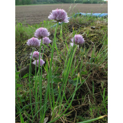 Allium senescens Czosnek sinawy