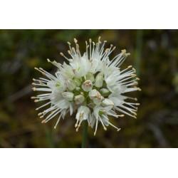 Allium ericetorum - Czosnek wrzosowaty