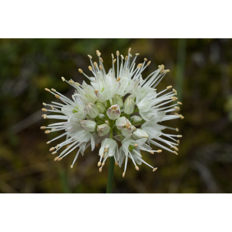 Allium ericetorum - Czosnek wrzosowaty