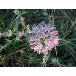 Allium montanum - Czosnek górski