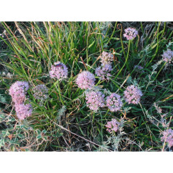 Allium montanum - Czosnek górski